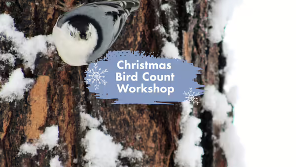 A bluebird sitting on a snowy tree branch.