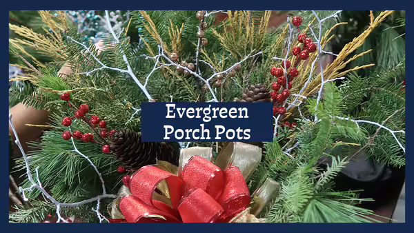 evergreen boughs with pine cones and berries in a pot with a ribbon.