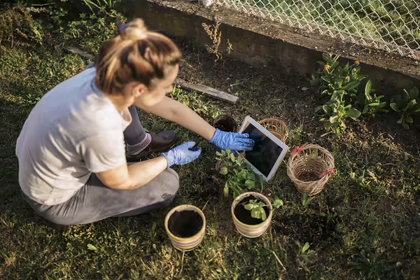 A person working to repot plants while looking up something on a tablet.