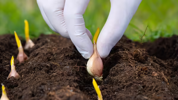 A person planting a garlic bulb 