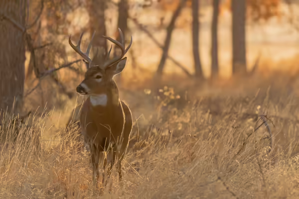 A buck standing in a field