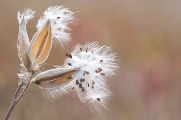 Dried milkweed pods opened with white topped fluff and seeds spilling out of them.