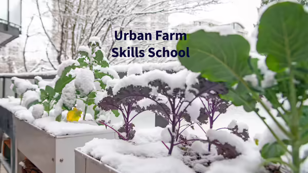 Winter scene pf Brassicas in raised beds with words Urban Farm Skills School superimposed