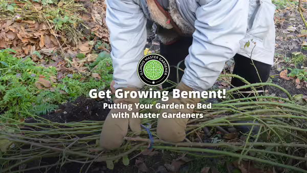 Get Growing Bement! Putting your garden to Bed with Master Gardeners text overlaying picture of someone kneeling in garden