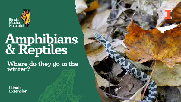 Amphibians and Reptiles 