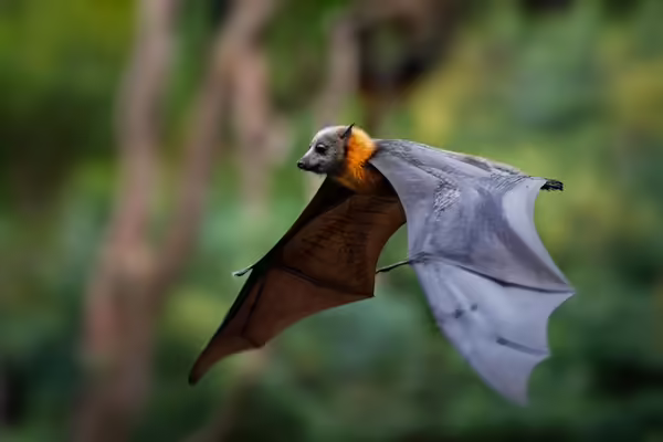 bat