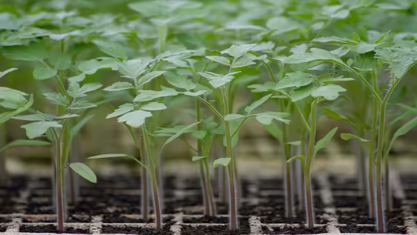 close up of flat of tomato seedlings