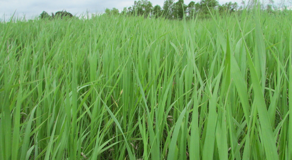 field of green blades of grass