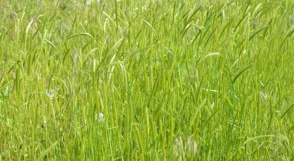 field of little barley, a green grass