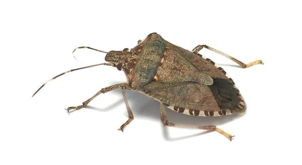Brown Marmorated Stink Bug  