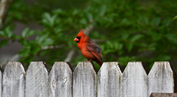 Red male cardinal on grey fence