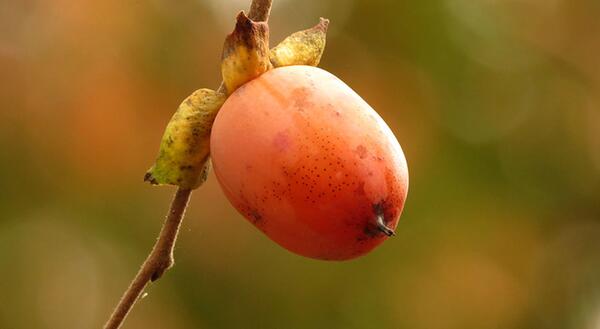 Diversify your orchard: Grow persimmons for a holiday season harvest, Illinois Extension