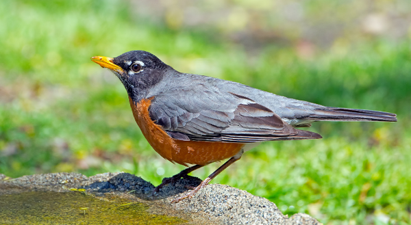 American Robin male bird 