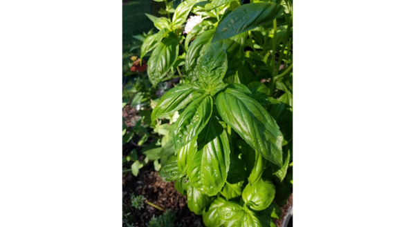The smooth and shiny, aromatic leaves of basil provide both ornamental beauty and culinary use.