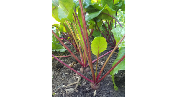Beets are a cool-season vegetable that can be direct seeded into the garden now.