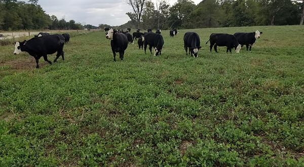 Cows grazing red clover regrowth in pasture
