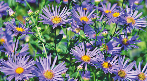 aster, purple with yellow centers. credit: pixabay.