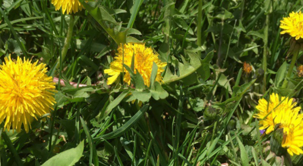 yellow dandelions in green grass