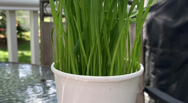 wheat grass growing in a cup