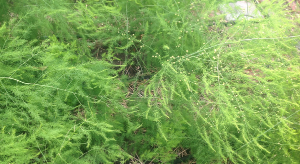 male asparagus ferns on left, female asparagus ferns with seed on the right