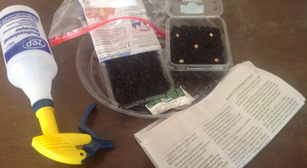 Start seeds with a clamshell of soil and a spraybottle.