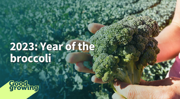 2023: Year of the Broccoli hands holding head of green broccoli in foreground, field of broccoli in background