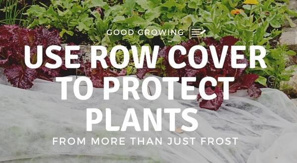 Row cover protecting some lettuce