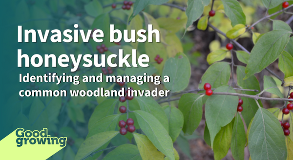 bush honeysuckle leaves and fruit