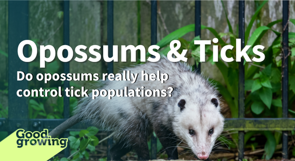 an opossum snigging the ground