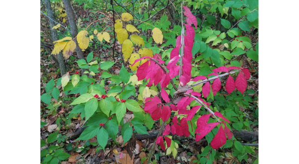 Burning bush (red leaves) and bush honeysuckle (green leaves with red berries) are very easily identifiable in fall as leaves change.  Changes in plant processes this time of year make control of these exotic, invasive species more effective in fall as well. 