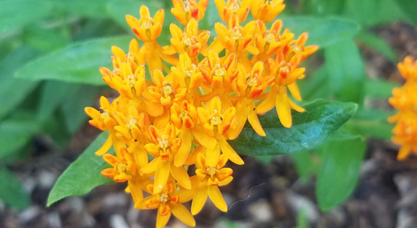 Butterfly milkweed is the only Illinois milkweed with orange flowers, which provide a showy display each summer, often blooming a second time around early