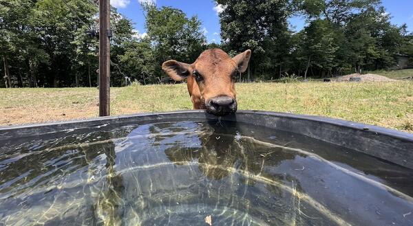 Calf at waterer