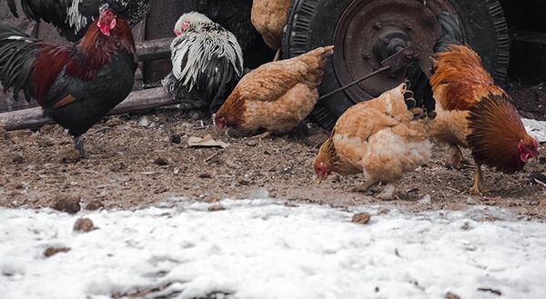 Chickens pecking around the snow-covered ground.