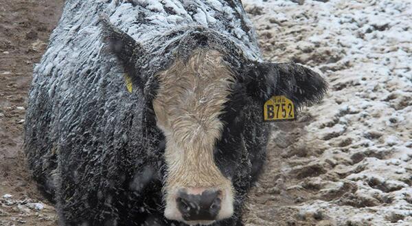 cow standing in cold snow