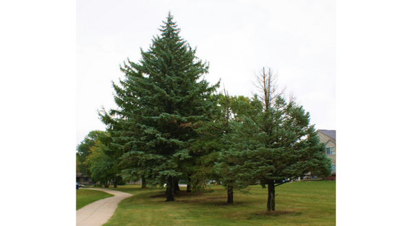 Two trees you should never plant in Illinois - Colorado blue