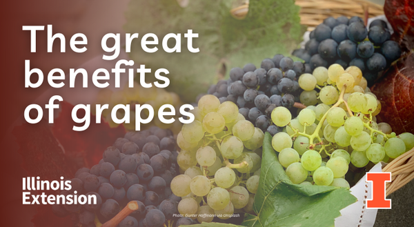A wicker basket with an assortment of green and black grapes. Text says, 'the great benefits of grapes'.