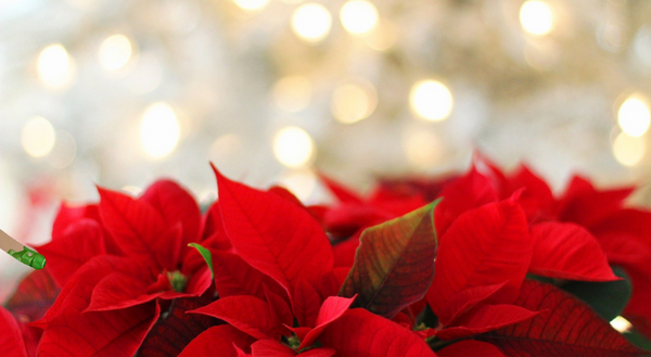 red poinsettia with green tips in foreground of brilliant white holiday lighting