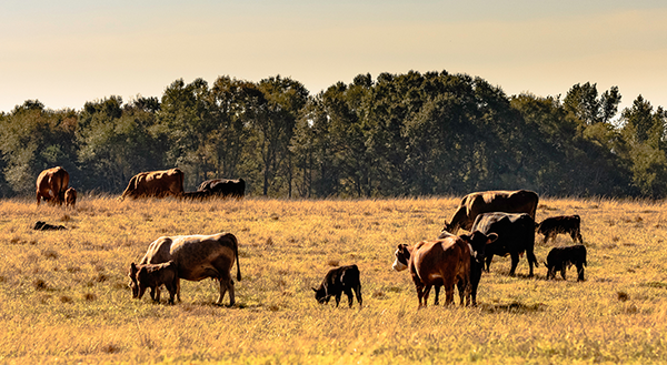 Cow/Calf herd grazing on dry pasture