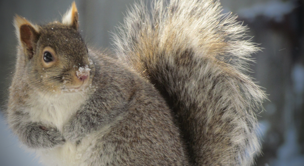 Eastern Grey Squirrel with snow on nose
