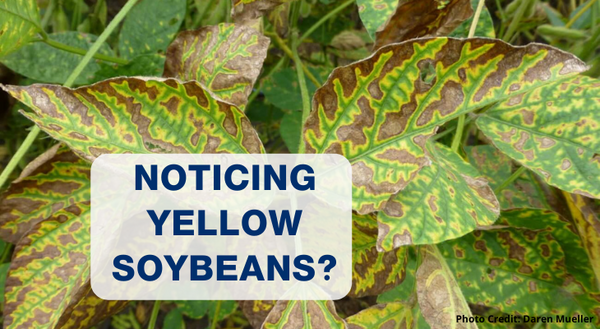 Interveinal chlorosis on soybean leaves