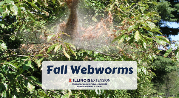 fall webworm webbing on tree branch with caterpillars inside