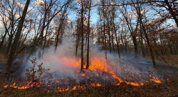 low burning fire goes through forested area
