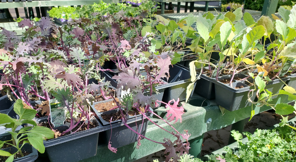Kale and kohlrabi seedlings in a garden center.