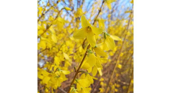 Forsythia is currently blooming across central Illinois with clusters of bright yellow flowers creating a dramatic display.