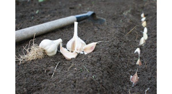 Garlic is typically planted in fall by separating bulbs into individual cloves for planting. 