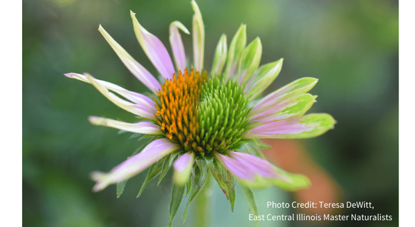 This purple coneflower is infected with aster yellows, which produce odd and deformed flowers that can actually be interestingly attractive at times, but must be controlled to limit infection of other susceptible species in the landscape.