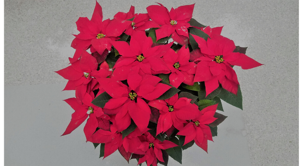 Poinsettias are the quintessential holiday house plant with nearly 30 million sold each year.