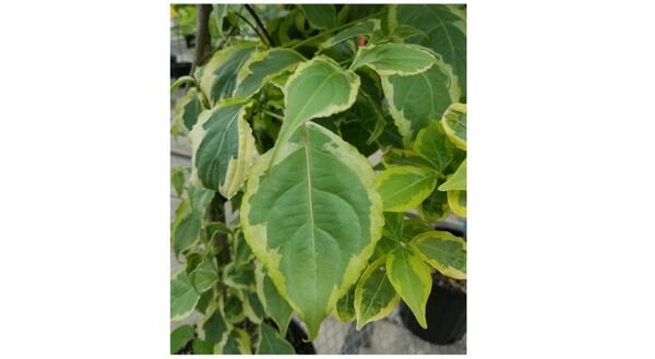 This non-native, kousa dogwood (Cornus kousa ‘Klipka’) was bred for variegated leaves which may greatly affect insect leaf feeding.