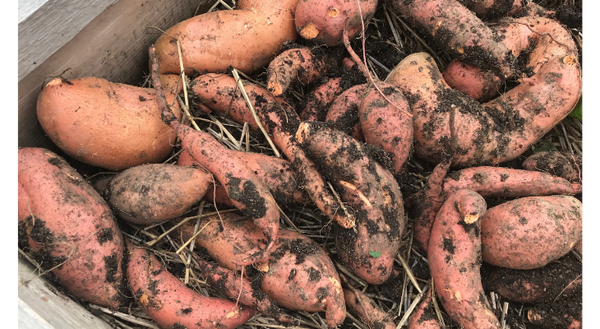 The sweet potato produces more biomass and nutrients per acre that any other food crop, making it a globally important agricultural crop.  Photo Credit: Andrew Holsinger, Illinois Extension