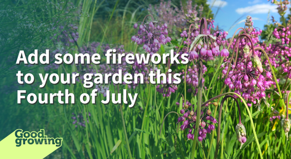Add some fireworks to your garden this Fourth of July. Pink flowers of nodding onion. 